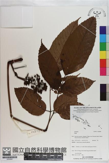 Accession Number:S200881 Collection Image