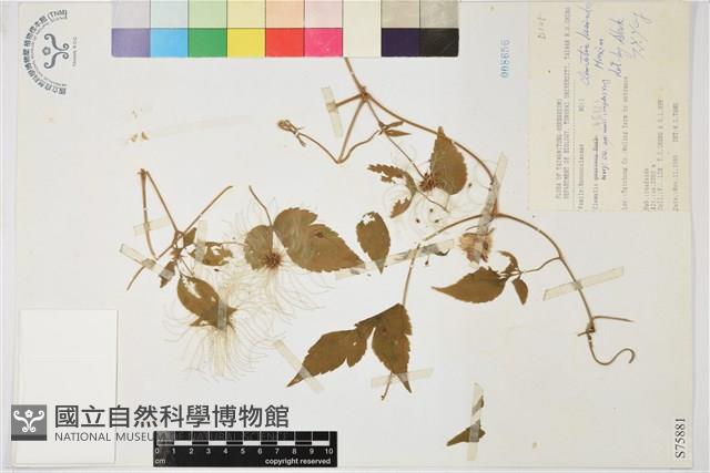 小木通藏品圖，第1張