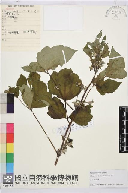 大葉鐵線蓮藏品圖，第1張