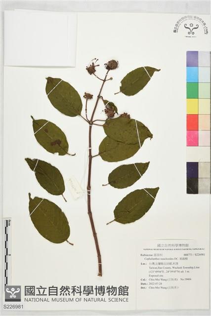 風箱樹藏品圖，第1張