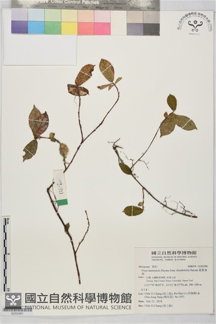 菱葉濱榕藏品圖，第1張