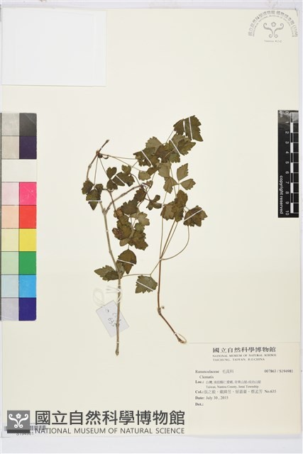高山鐵線蓮藏品圖，第1張