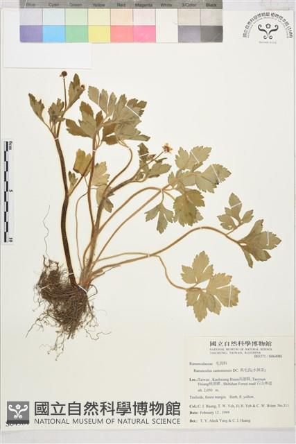 水辣菜、禺毛茛藏品圖，第1張