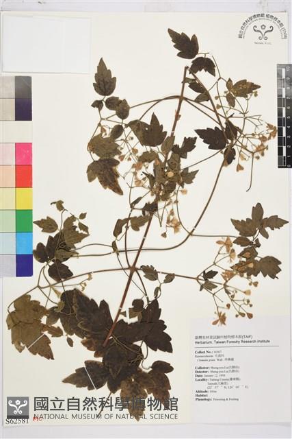 串鼻龍藏品圖，第1張