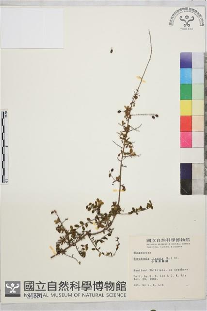 小葉黃鱔藤藏品圖，第2張