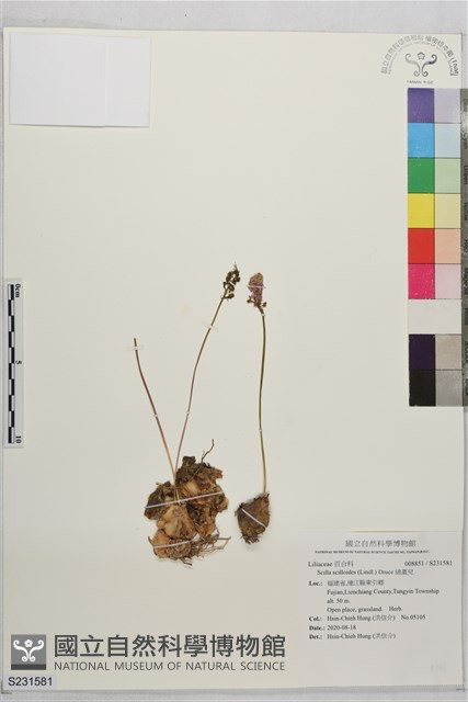 綿棗兒藏品圖，第1張