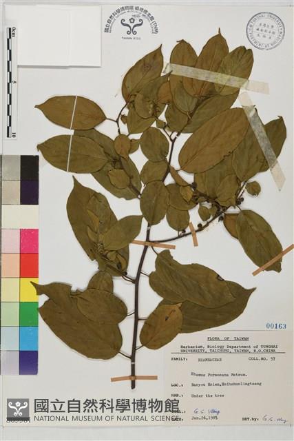 桶鉤藤藏品圖，第1張