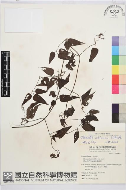 威靈仙藏品圖，第1張