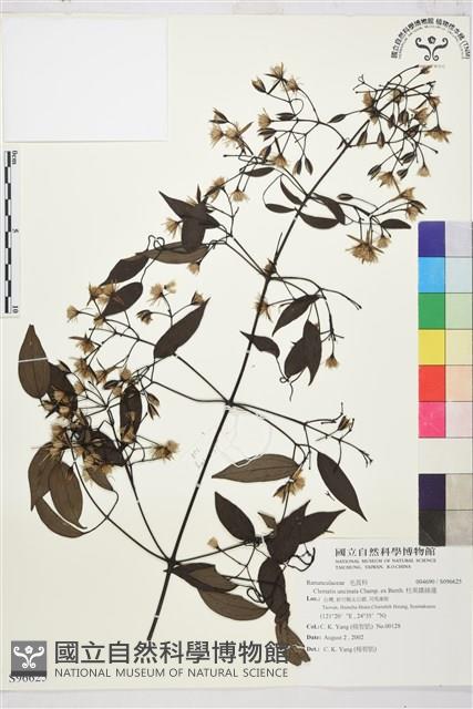 柱果鐵線蓮藏品圖，第2張