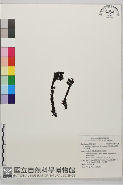 阿里山水晶蘭藏品圖，第1張