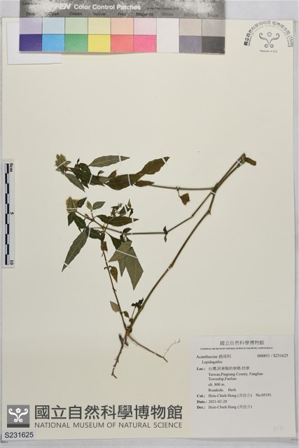 登錄號:S231625藏品圖，第1張