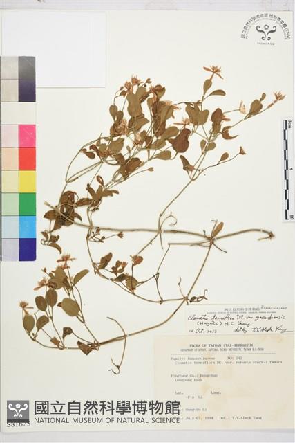 鵝鑾鼻鐵線蓮藏品圖，第1張