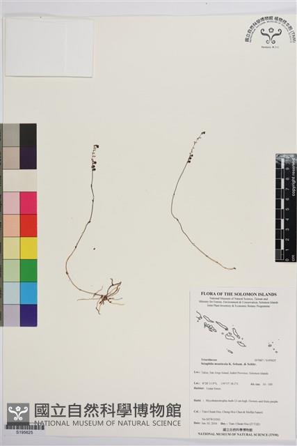 登錄號:S195625藏品圖，第1張