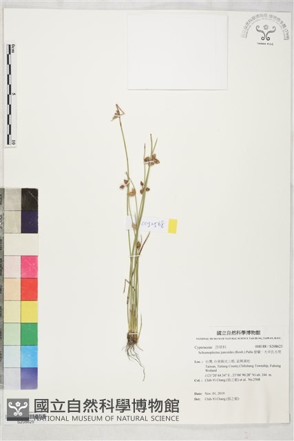螢藺、大井氏水莞藏品圖，第1張