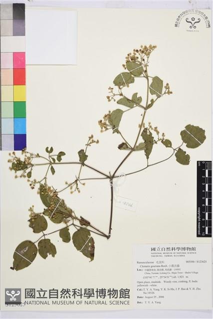 小蓑衣藤藏品圖，第1張