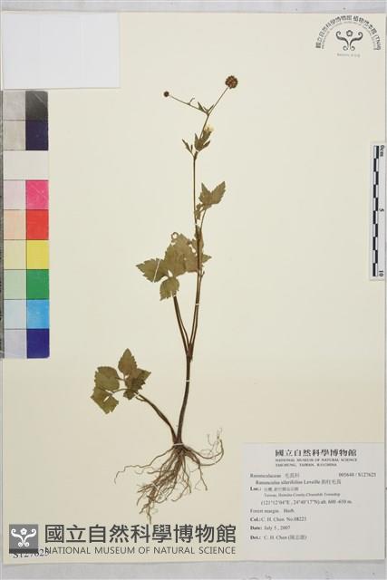 鉤柱毛茛藏品圖，第1張