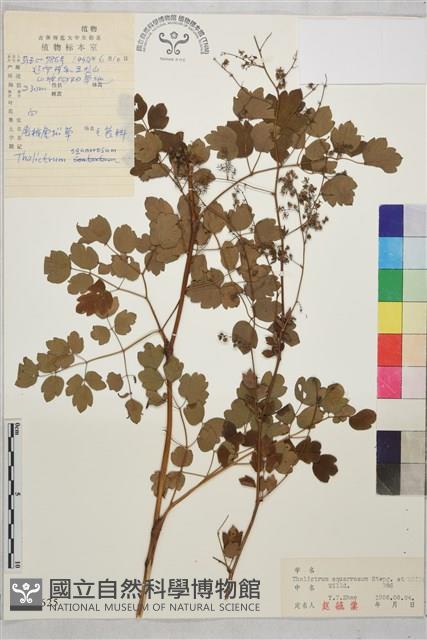 展枝唐松草藏品圖，第1張