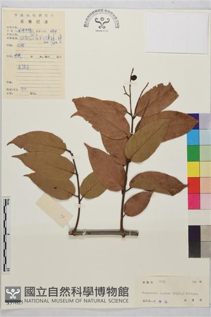 鉤狀雀梅藤, 巒大雀梅藤藏品圖，第1張