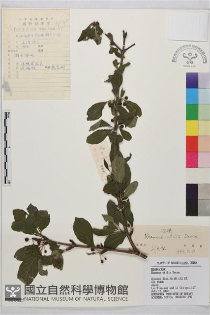 Accession Number:S036025 Collection Image