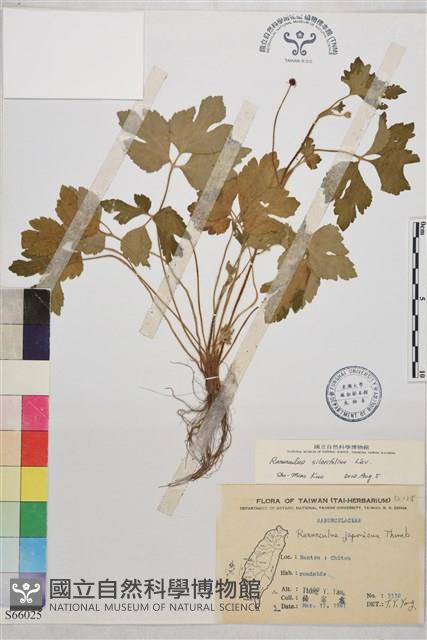 鉤柱毛茛藏品圖，第1張