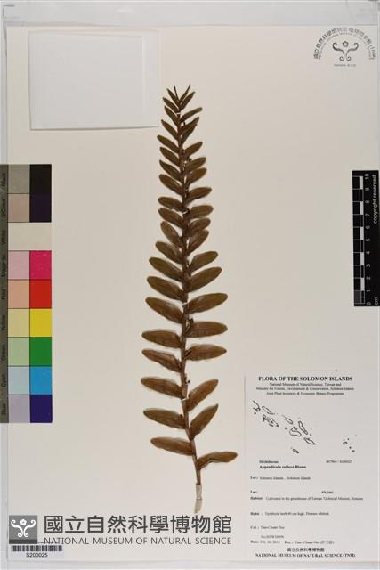 台灣竹葉蘭藏品圖，第1張