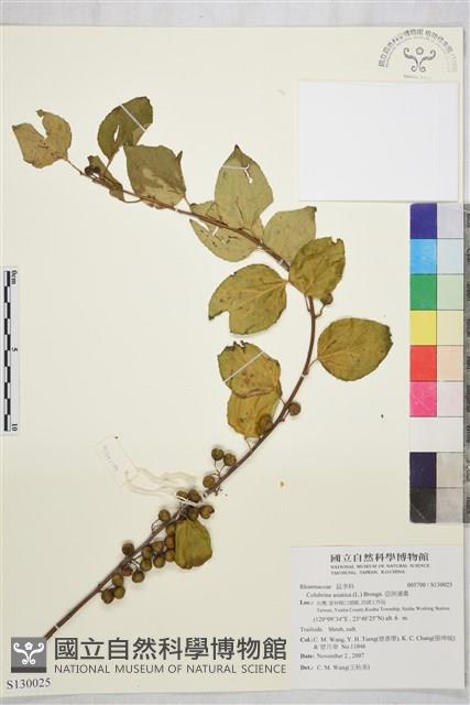 亞洲濱棗藏品圖，第1張