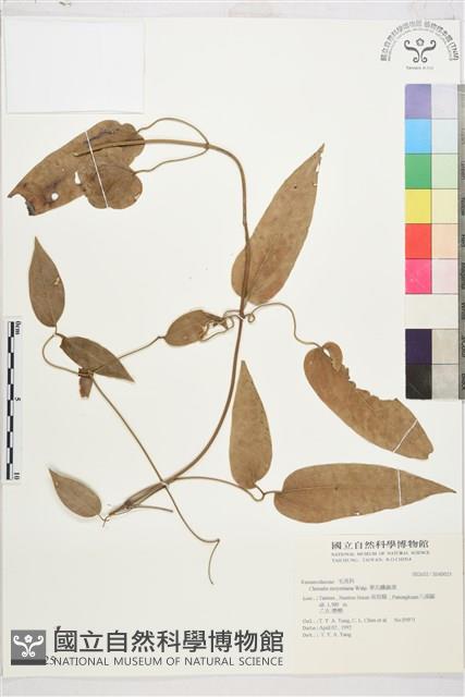 麥氏鐵線蓮藏品圖，第2張