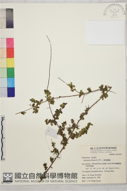 小葉黃鱔藤藏品圖，第2張