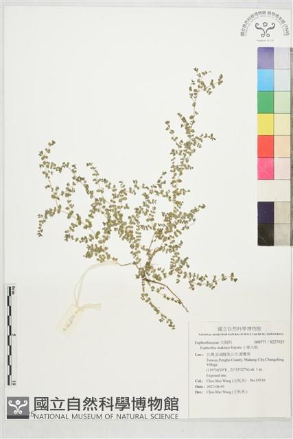 小葉大戟藏品圖，第1張