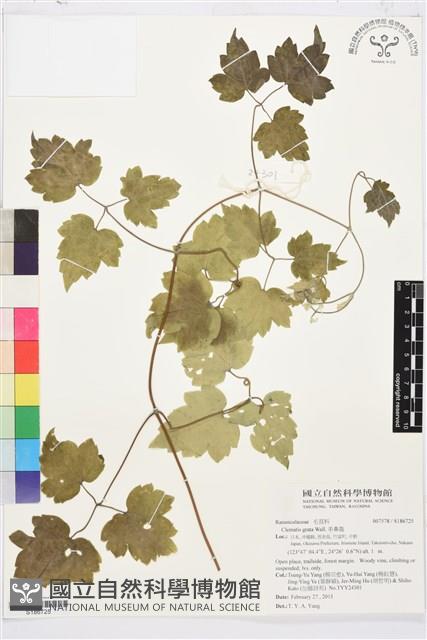 串鼻龍藏品圖，第1張