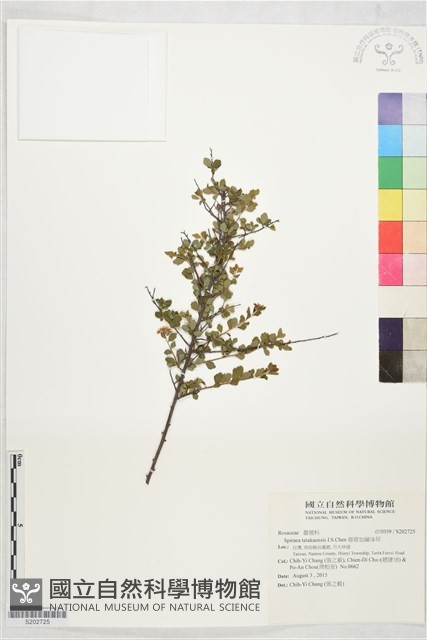 塔塔加繡線菊藏品圖，第1張