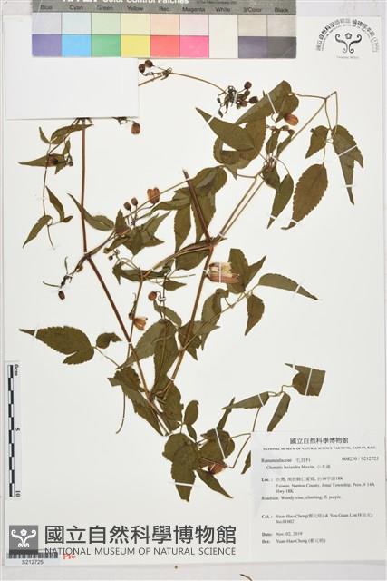 小木通藏品圖，第1張