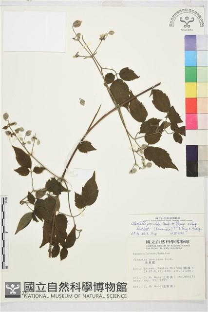 巴氏鐵線蓮藏品圖，第1張