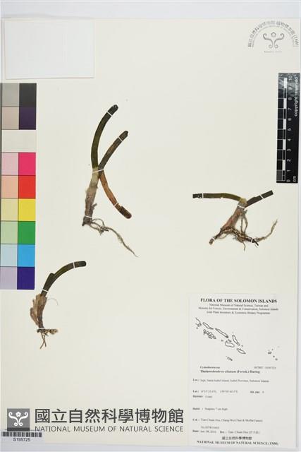 登錄號:S195725藏品圖，第1張