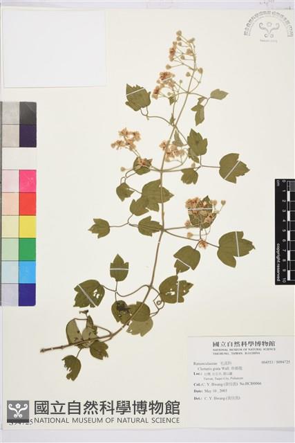 串鼻龍藏品圖，第1張