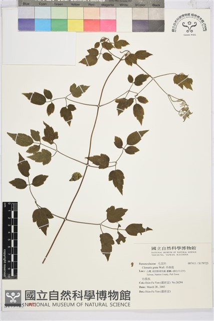 串鼻龍藏品圖，第1張