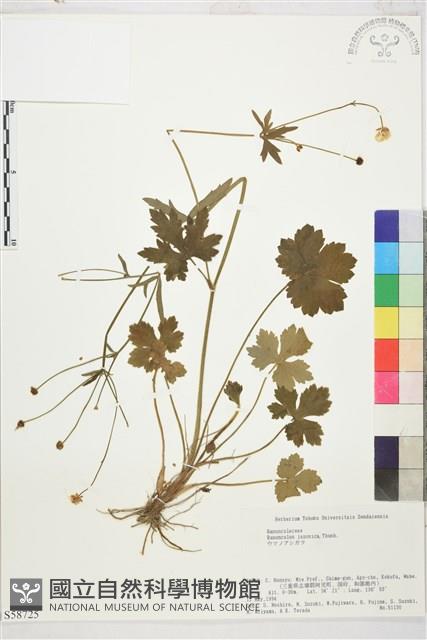 毛茛藏品圖，第1張