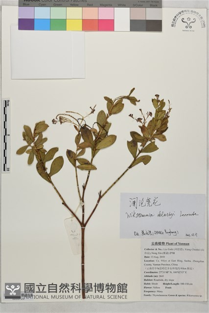 瀾滄蕘花藏品圖，第1張