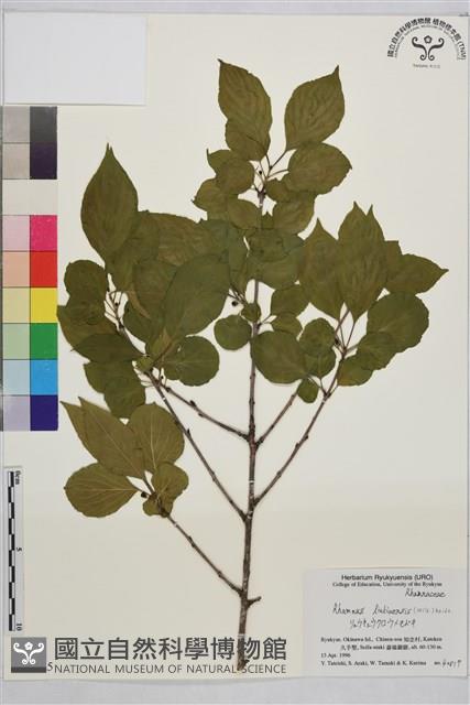 琉球鼠李藏品圖，第1張