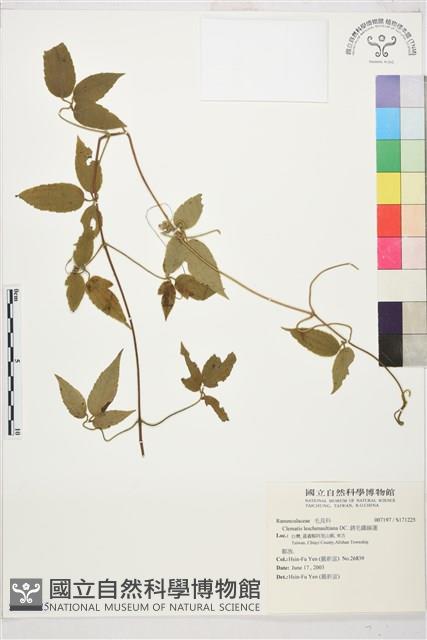 銹毛鐵線蓮藏品圖，第1張