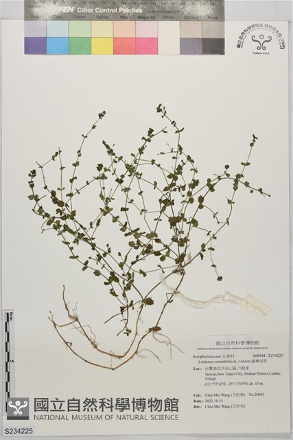 圓葉母草藏品圖，第1張
