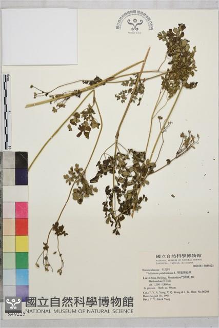 腎葉唐松草藏品圖，第1張