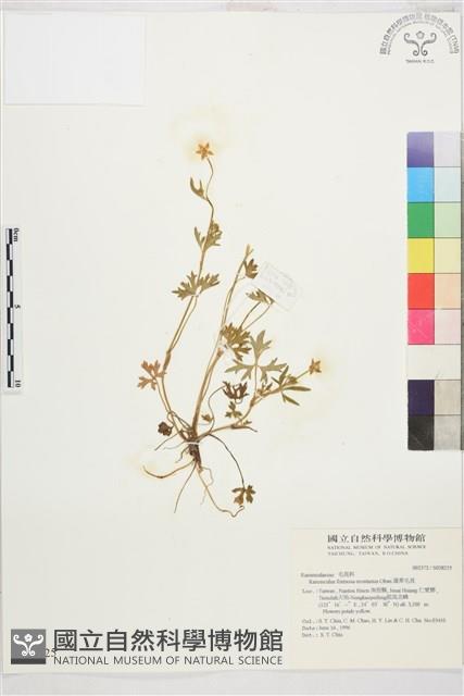 蓬萊毛茛藏品圖，第1張