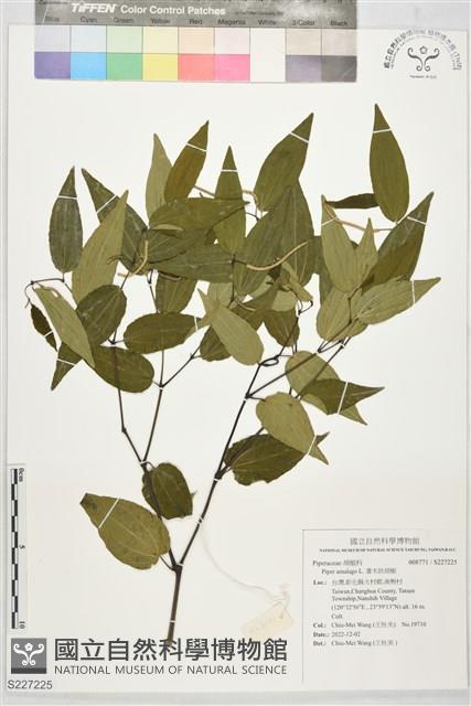 灌木狀胡椒藏品圖，第1張