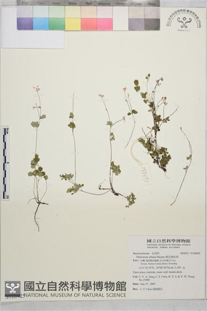 傅氏唐松草藏品圖，第1張