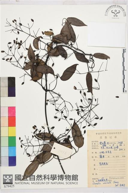 柱果鐵線蓮藏品圖，第2張