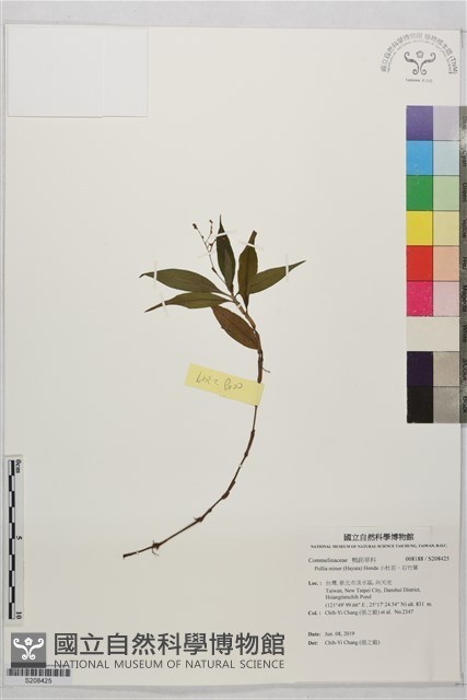 小杜若、石竹葉藏品圖，第1張