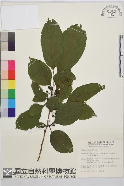 中原氏鼠李藏品圖，第2張