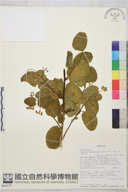 登錄號:S094125藏品圖，第1張