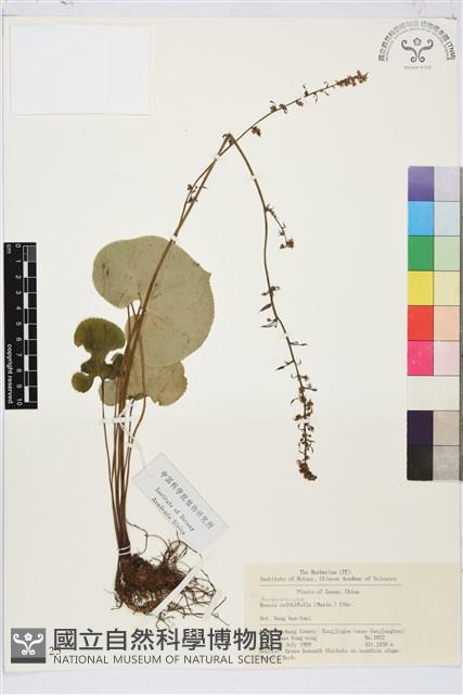 鐵破鑼藏品圖，第1張